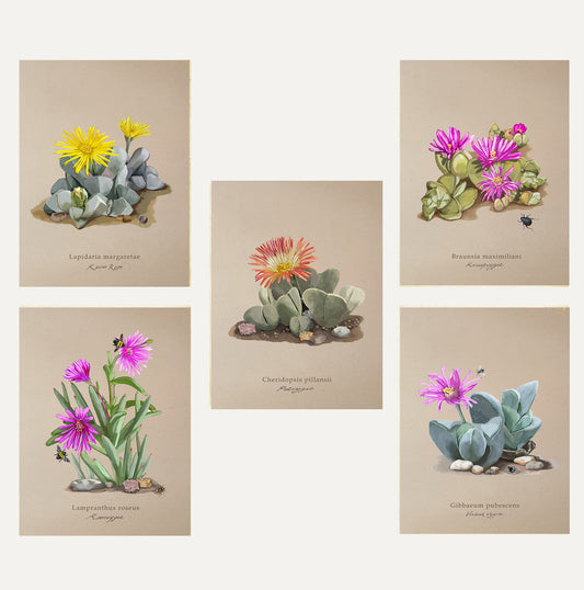 Karoo Succulents Card Bundle Small on Brown