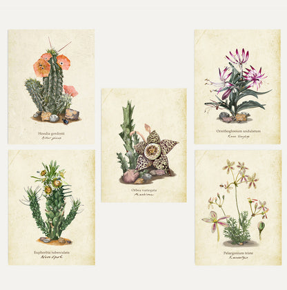 Karoo Succulents 2 Bundle Small