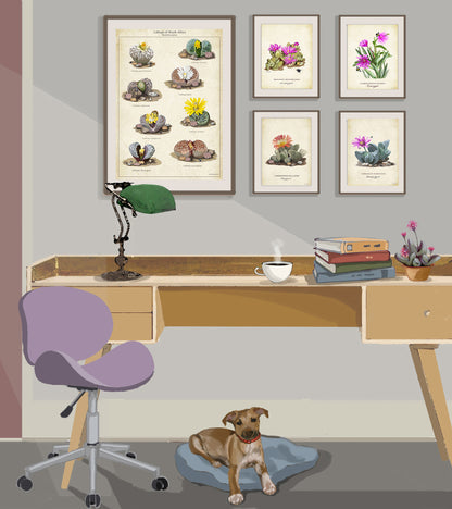 Lithops Collection on a Vintage Background