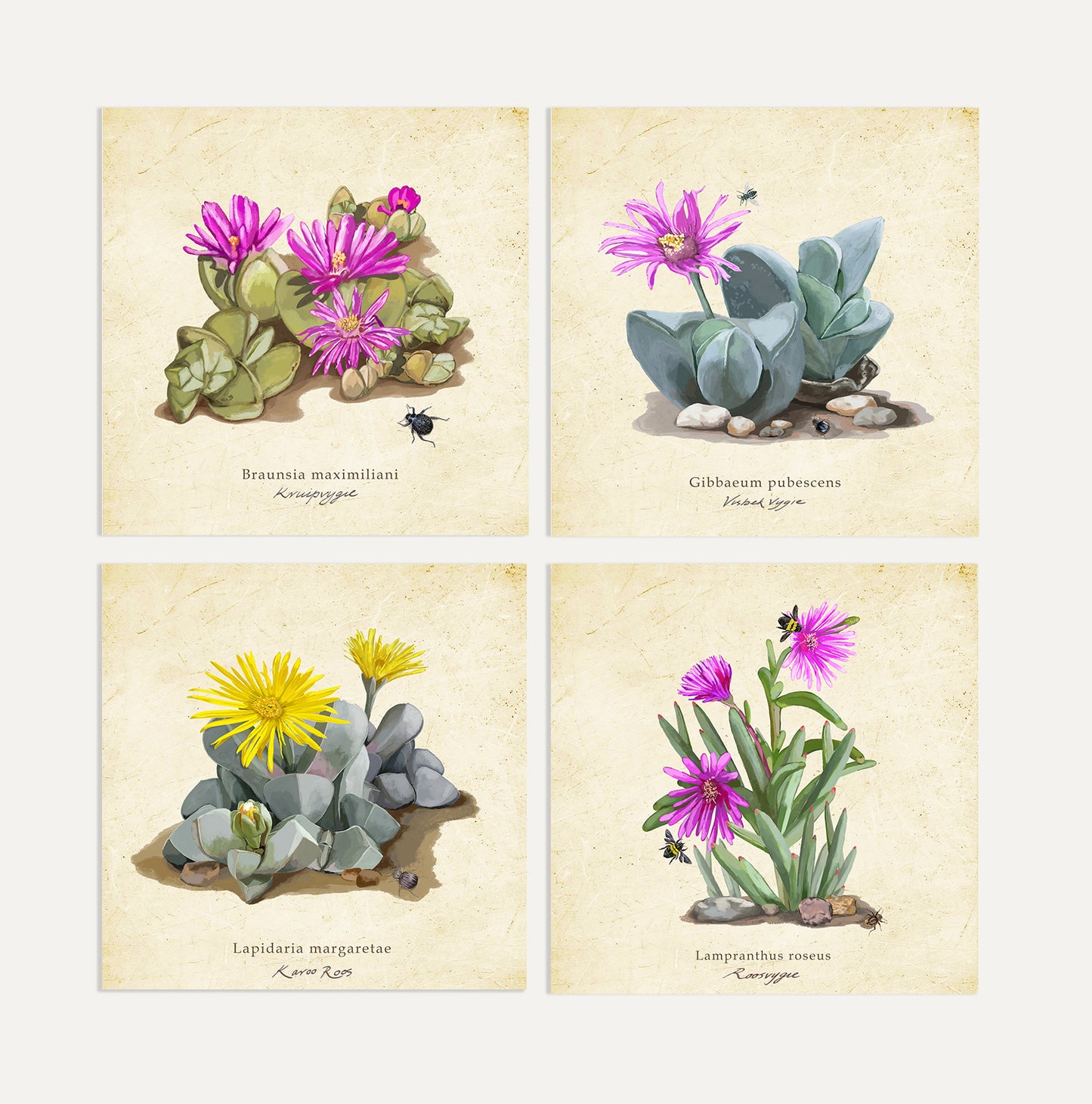 Karoo Succulents Card Bundle Big on a Vintage Background