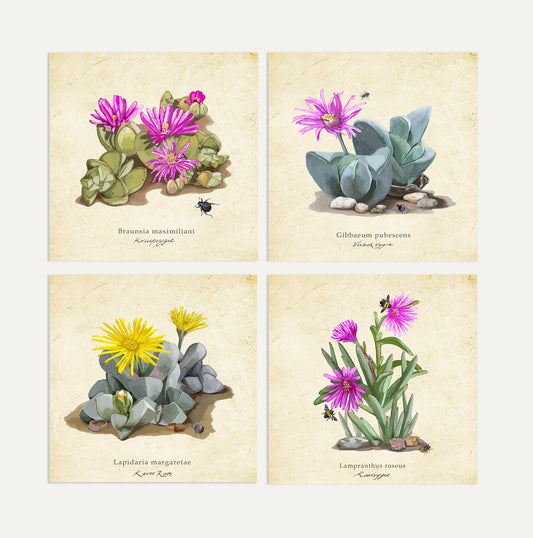 Karoo Succulents Card Bundle Big on a Vintage Background