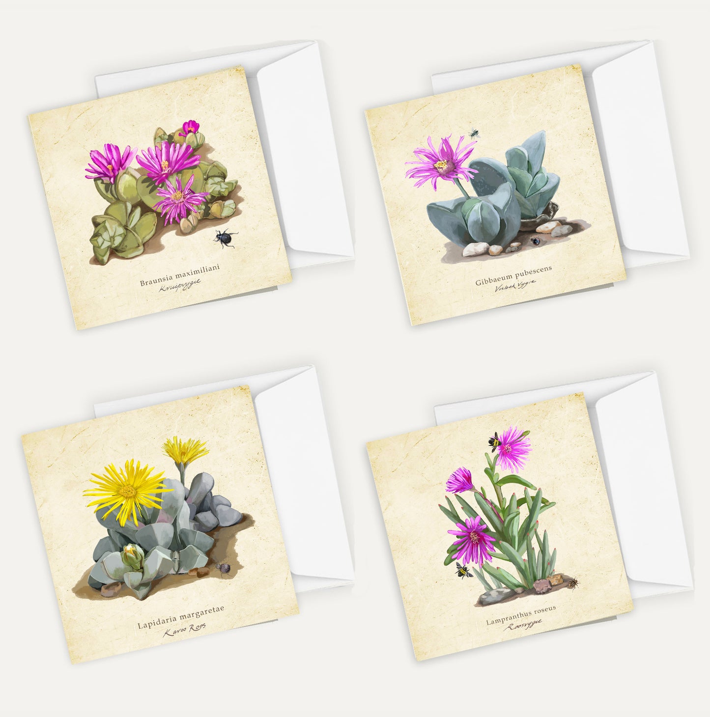 Karoo Succulents Card Bundle Big on a Vintage Background