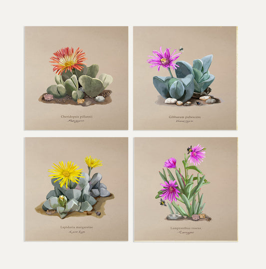 Karoo Succulents Card Bundle Big on Brown
