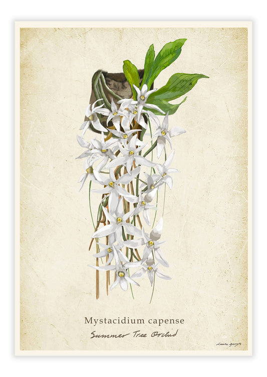 Air Orchid on Vintage Background
