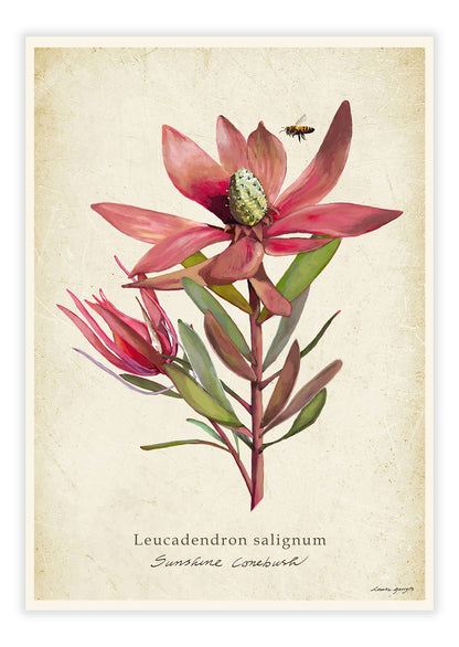 Sunshine Conebush on a Vintage Background