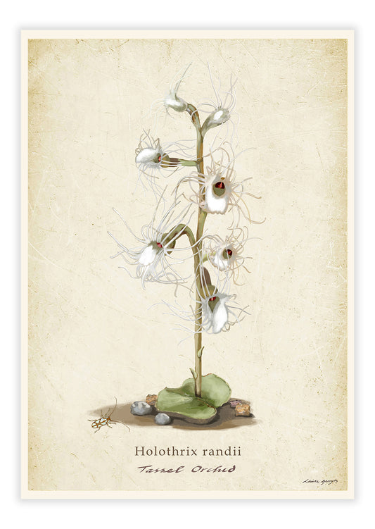 Tassel Orchid on a Vintage Background