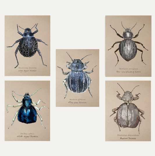 Toktokkies Card Bundle Small on Brown