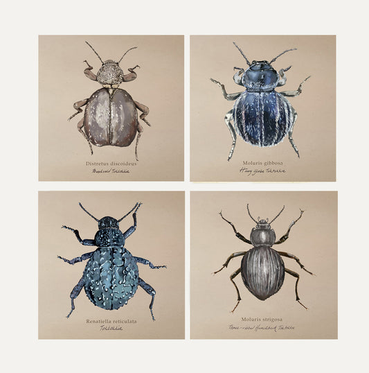 Toktokkie Card Bundle Big on Brown