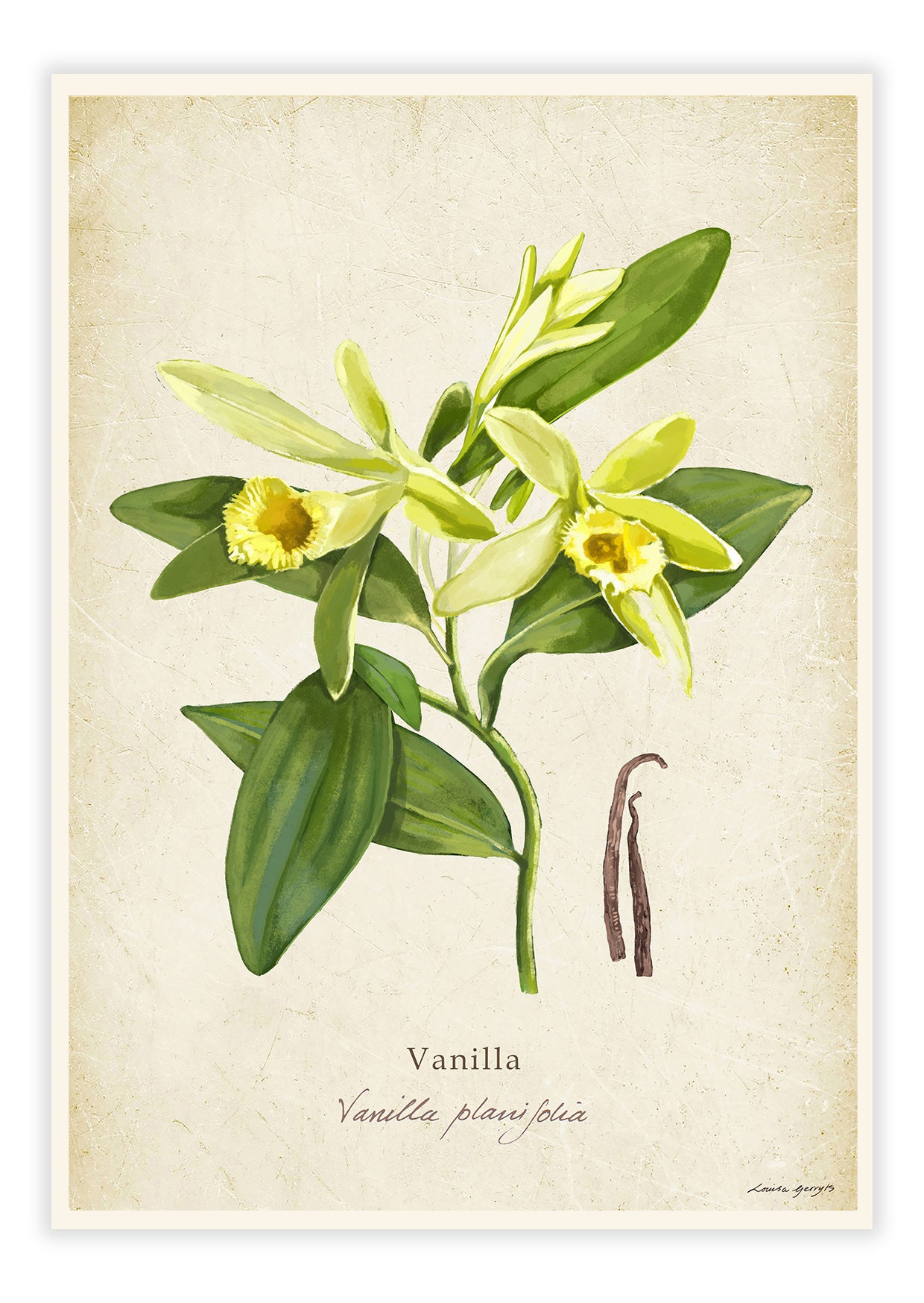 Vanilla on a Vintage Background