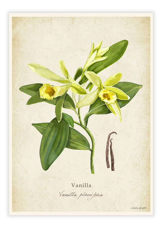 Vanilla on a Vintage Background