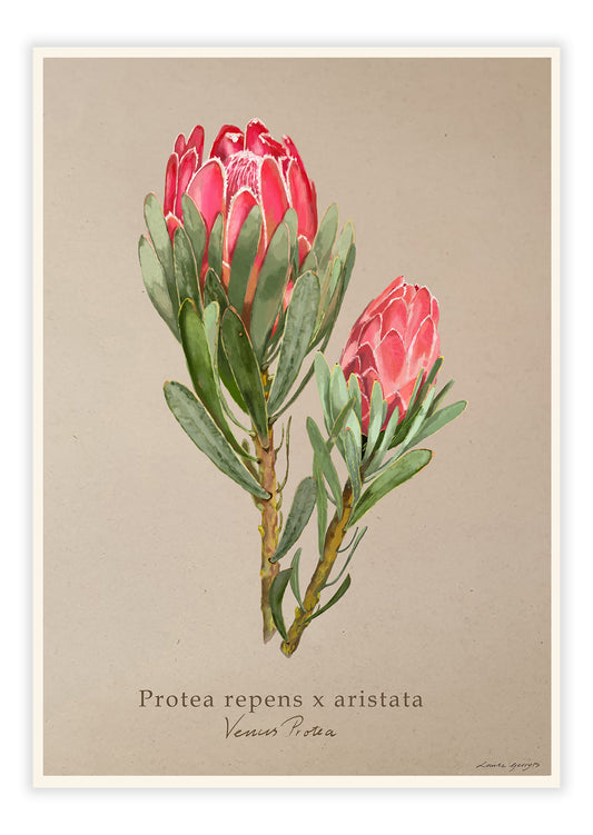 Protea repens x aristata - Venus Protea on Brown