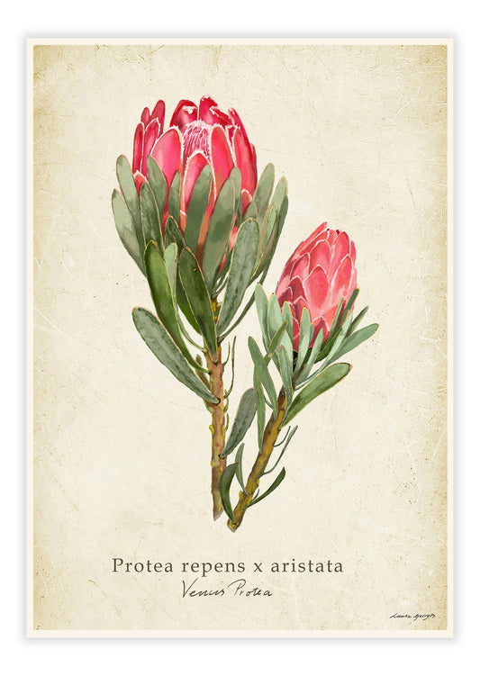 Protea repens x aristata - Venus Protea