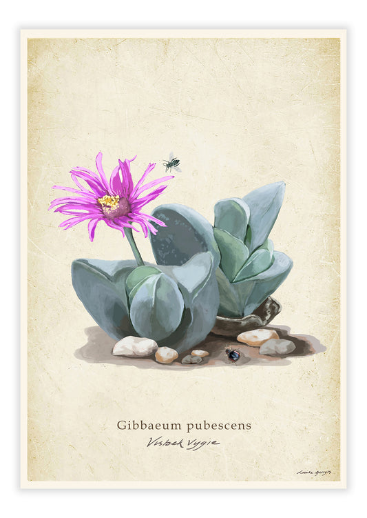 Visbek Vygie on Vintage Background