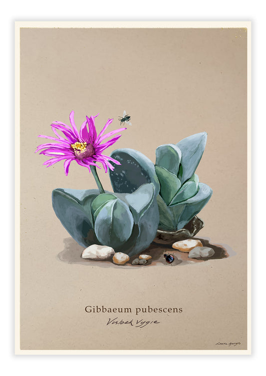 Visbekvygie on Brown